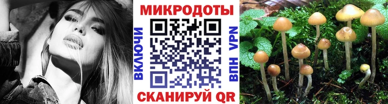 Псилоцибиновые грибы Psilocybe  маркетплейс какой сайт  Каргат  купить  цена 